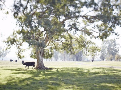 WillOaks B&B - Accommodation Cairns 7