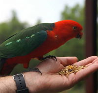 Barrington Tops Escapes - Accommodation Cairns