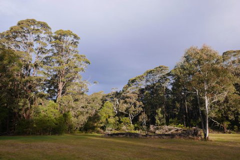 Fernhill Chestnut Farm - Accommodation Cairns 2