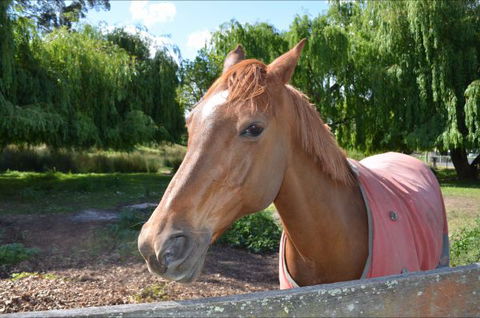 Hawthorn Lodge - Accommodation Cairns 2