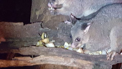 Kalimna Woods - Accommodation Cairns 7