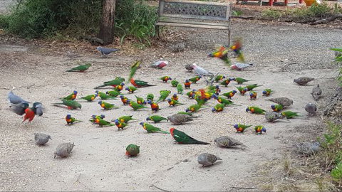 Kalimna Woods - Accommodation Cairns 8