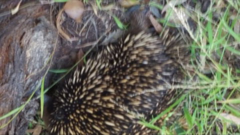 Kalimna Woods - Accommodation Cairns 9