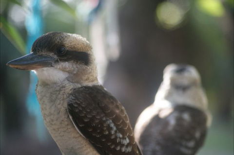 Takarakka Bush Resort Carnarvon Gorge - Accommodation Cairns 5