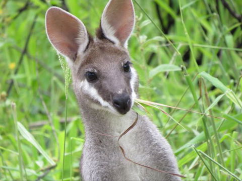 Takarakka Bush Resort Carnarvon Gorge - Accommodation Cairns 8