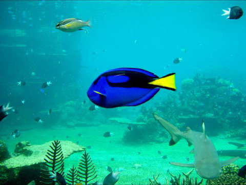 Villa Beach - Accommodation Cairns 9