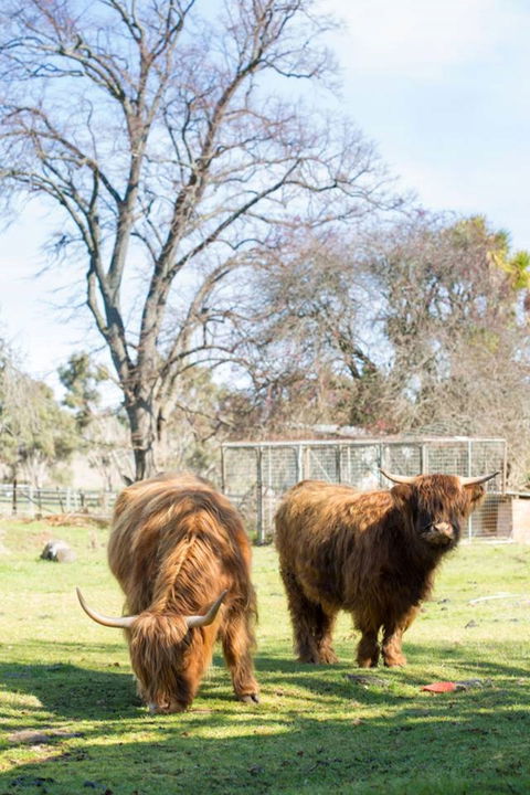 Ratho Farm - Accommodation Cairns 8
