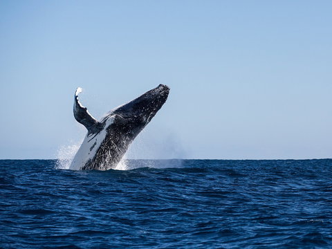 Sal Salis Ningaloo Reef - Accommodation Cairns 2