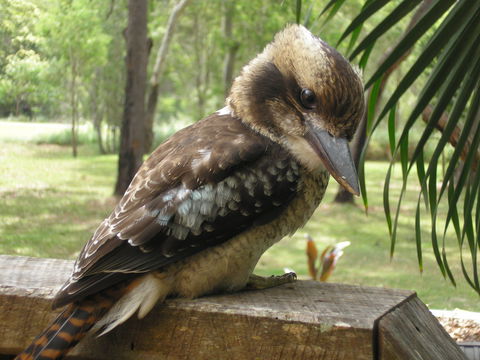 Captain Cook Holiday Village - Accommodation Cairns 1