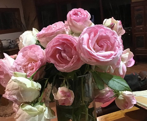 Jalbrook  Estate-  Cottages,Alpacas,Gallery & Function Centre - Accommodation Cairns 1