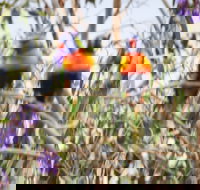 Twilight Grove Farm Bed and Breakfast - Accommodation Cairns