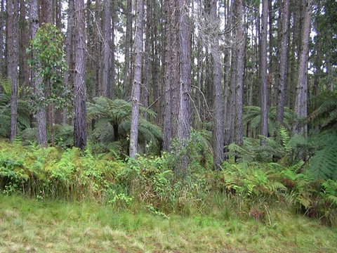 Daisy Plains Huts - Accommodation Cairns 1