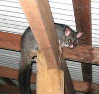 Warren River Resort - Accommodation Cairns