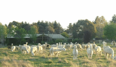 Glenhope Alpacas Self Contained Bb/farmstay - Accommodation Cairns