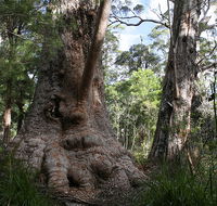 Valley of the Giants Cottage - Accommodation Cairns