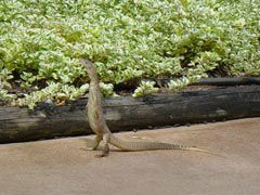 Town Caravan Park - Accommodation Cairns 3