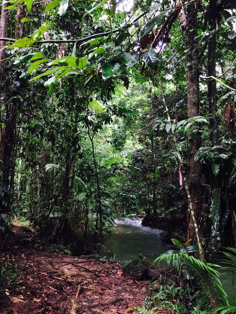 Daintree Wilderness Lodge - Accommodation Cairns 2