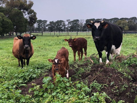 Torquay Farmstay Studio Truck - Accommodation Cairns 2