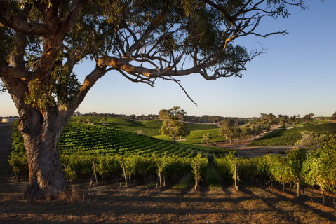 Longview Vineyard Accommodation - Accommodation Cairns 2
