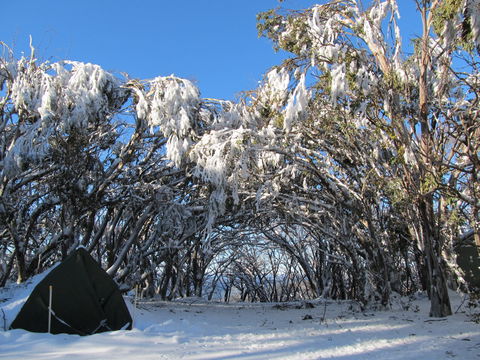 Mt Stirling Alpine Winter Camp - Accommodation Cairns 2