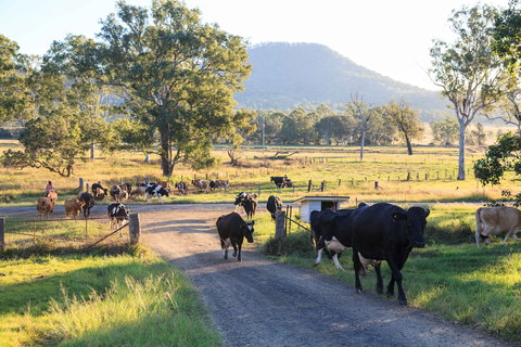 Tommerups Dairy Farmstay - Accommodation Cairns 0