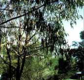 Mallacootas Shady Gully Caravan Park - Accommodation Cairns