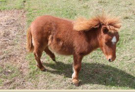 Adriana's Bed & Breakfast Country Retreat - Accommodation Cairns 2