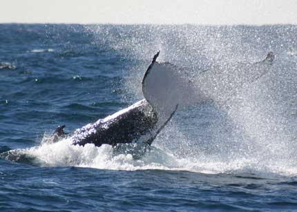 Whale Watching Sydney - Accommodation Cairns 0