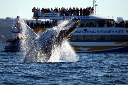 Whale Watching Sydney - Accommodation Cairns 1