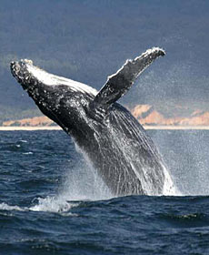 Whale Watching Sydney - Accommodation Cairns 2