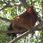 Perth City Farm Organic Markets - Accommodation Cairns 3