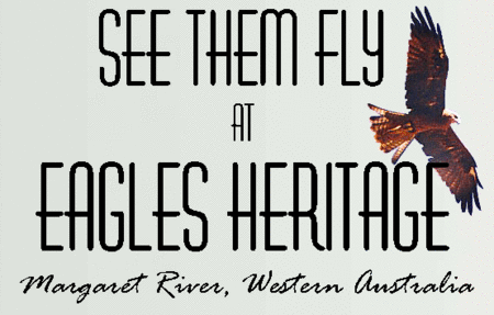 Eagles Heritage Raptor Wildlife Centre - Accommodation Cairns