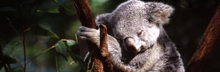 Koala and River Cruise by Mirimar Cruises - Accommodation Cairns