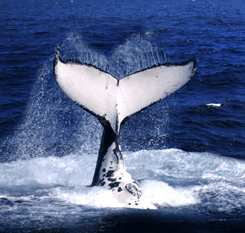 Brisbane Whale Watching - Accommodation Cairns