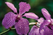 Richmond Wellness Centre - Accommodation Cairns 2