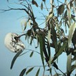 Dianne Tanzer Gallery & Projects - Accommodation Cairns 1