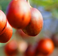 Tropical Fruit World - Accommodation Cairns