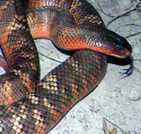 Armadale Reptile  Wildlife Centre - Accommodation Cairns