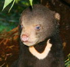 Perth Zoo - Accommodation Cairns