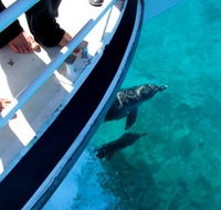 Pelican Charters - Accommodation Cairns