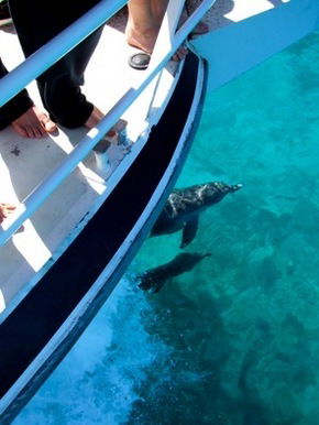 Pelican Charters - Accommodation Cairns 0