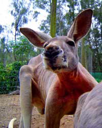 Birdland Animal Park - Accommodation Cairns 3