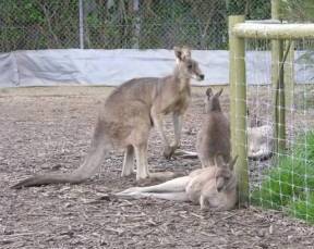 The Great Ocean Road VIC Accommodation Cairns