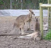Jirrahlinga Koala  Wildlife Sanctuary - Accommodation Cairns