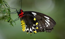 Melbourne Zoo - Accommodation Cairns 2