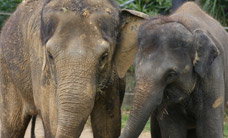 Melbourne Zoo - Accommodation Cairns 3