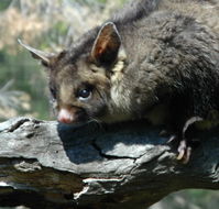 Moonlit Sanctuary Wildlife Conservation Park - Accommodation Cairns