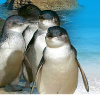 Phillip Island Penguin Parade - Accommodation Cairns