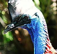 Alma Park Zoo - Accommodation Cairns