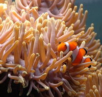 Reef HQ Great Barrier Reef Aquarium - Accommodation Cairns